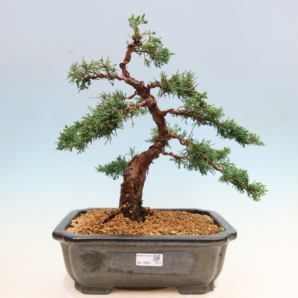 Venkovní bonsai - Juniperus chinensis Kishu -Jalovec čínský