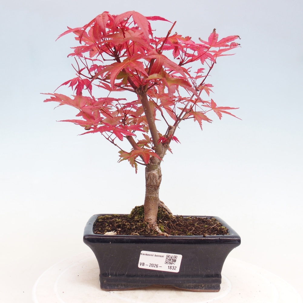 Venkovní bonsai - Javor dlanitolistý - Acer palmatum DESHOJO