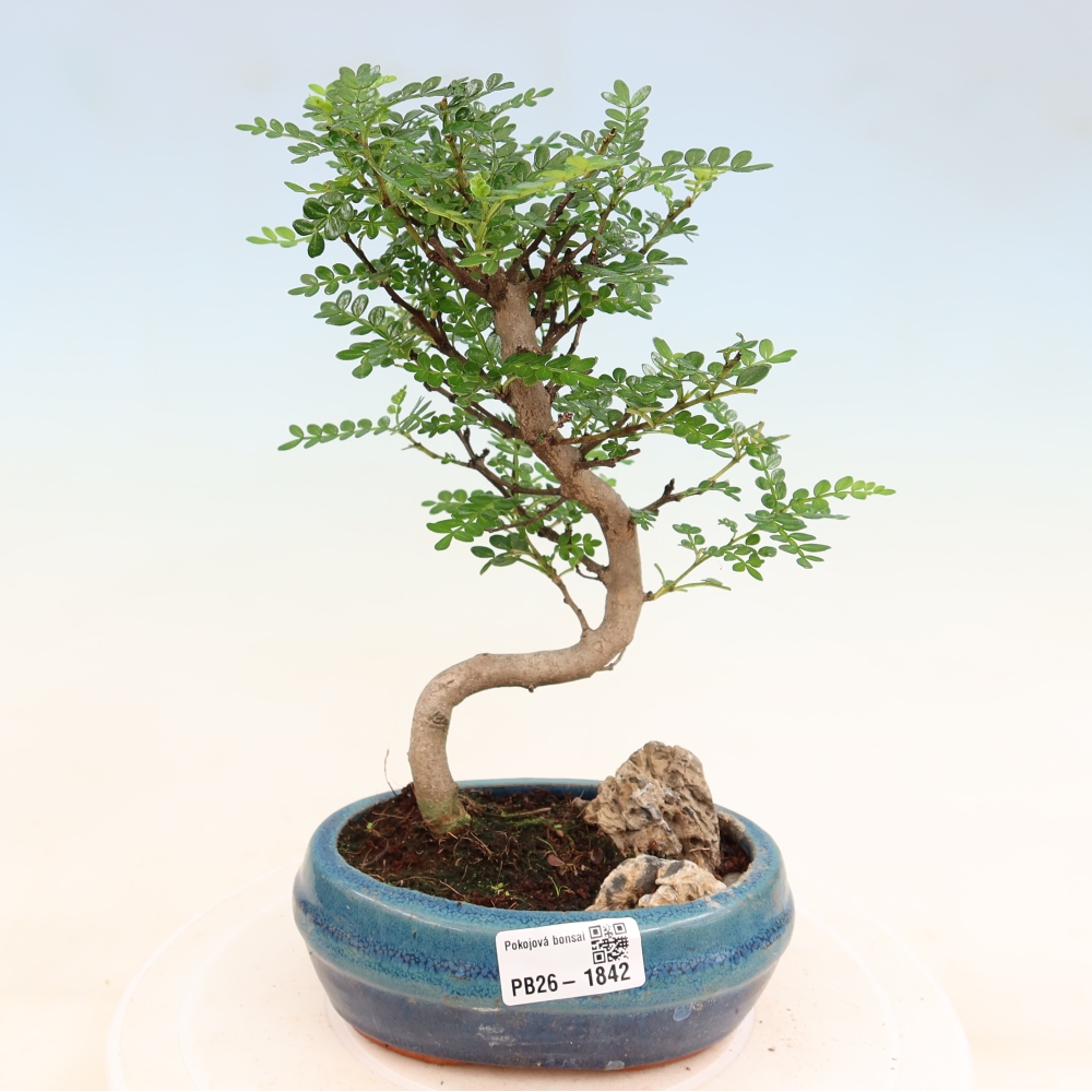 Pokojová bonsai - Zantoxylum piperitum - Pepřovník