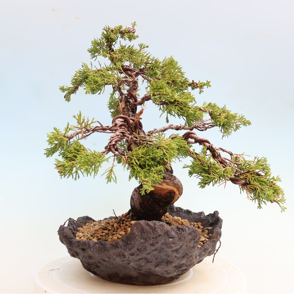 Venkovní bonsai - Juniperus chinensis Itoigawa-Jalovec čínský