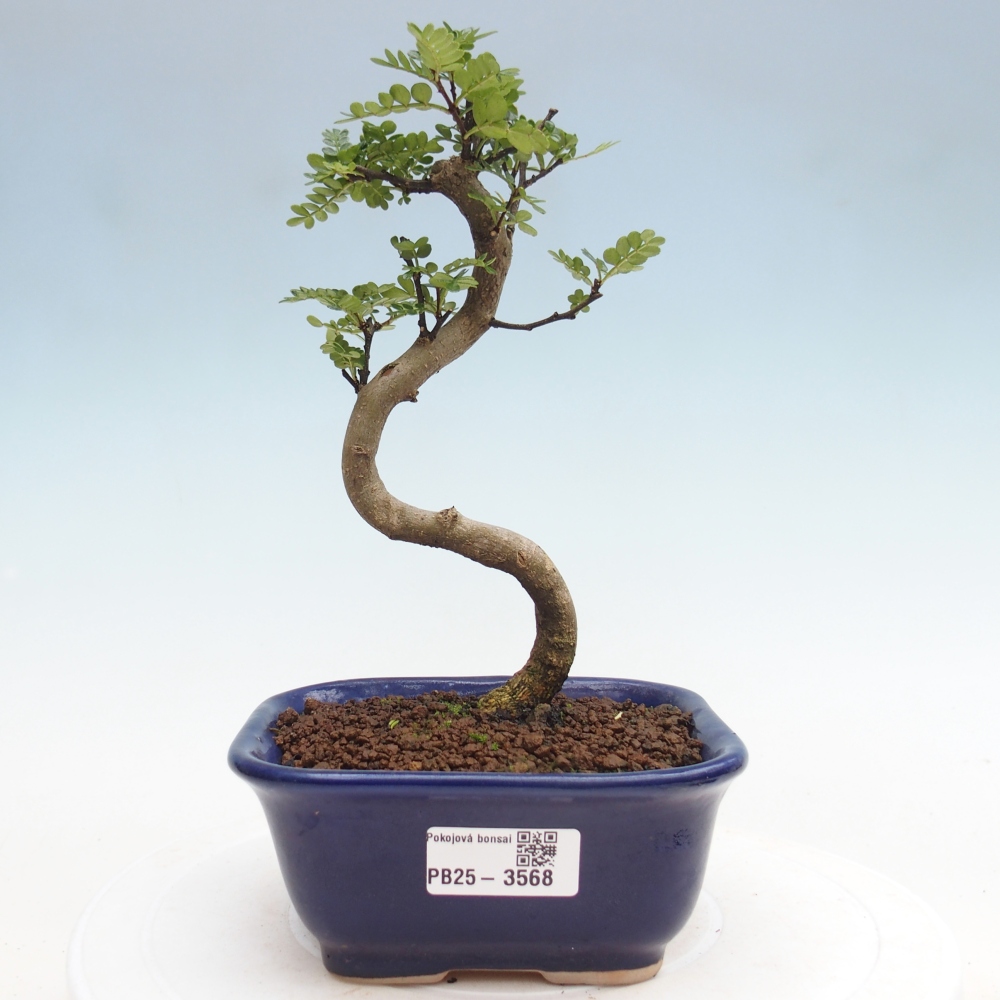 Pokojová bonsai - Zantoxylum piperitum - pepřovník