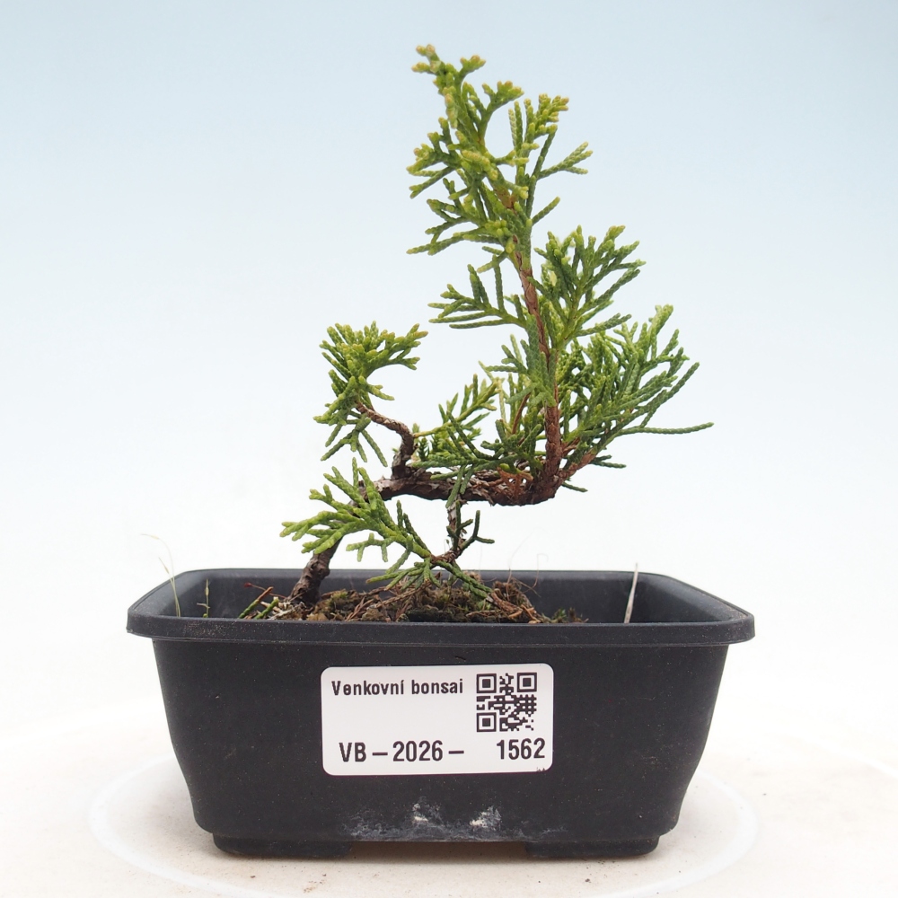 Venkovní bonsai - Juniperus chinensis Itoigawa -Jalovec čínský