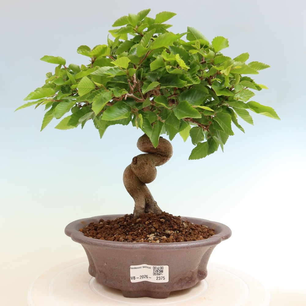 Venkovní bonsai -Carpinus coreana - Habr korejský