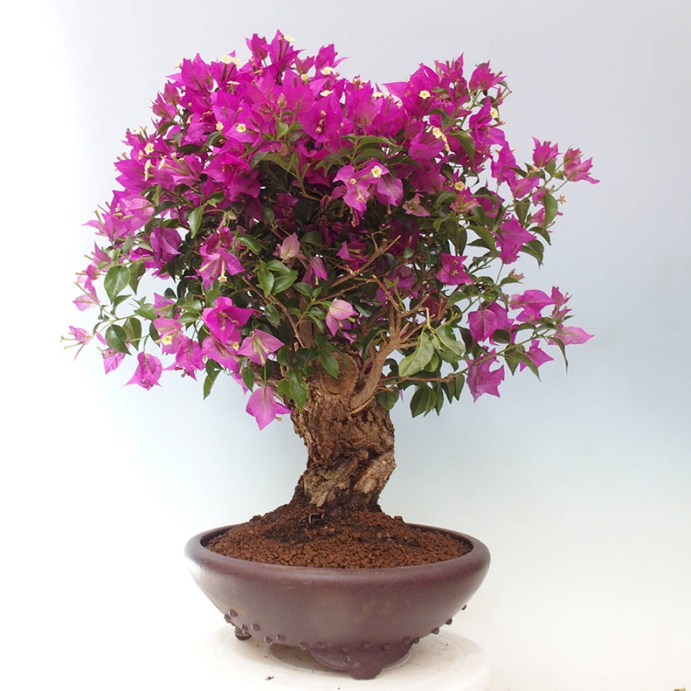 Pokojová bonsai - Bouganwilea