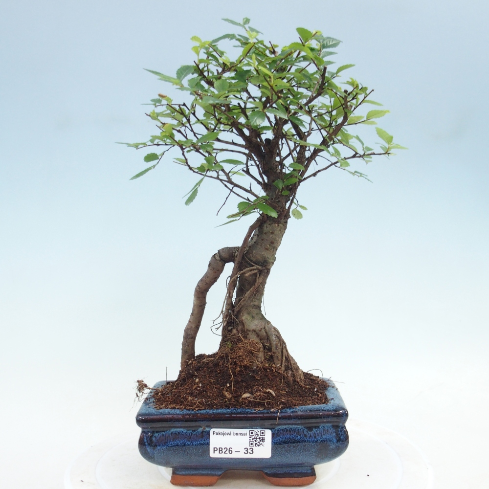 Pokojová bonsai - Ulmus parvifolia - Malolistý jilm