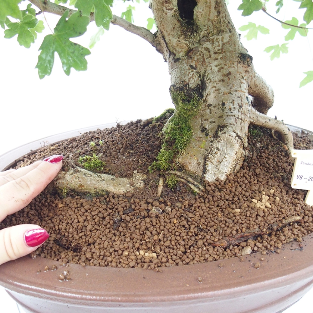 Venkovní bonsai - Acer Campestre - Javor babyka