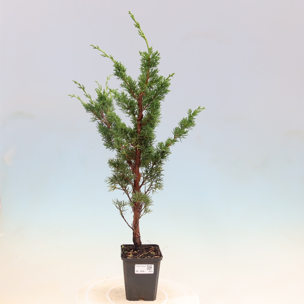 Venkovní bonsai - Juniperus chinensis Kishu -Jalovec čínský