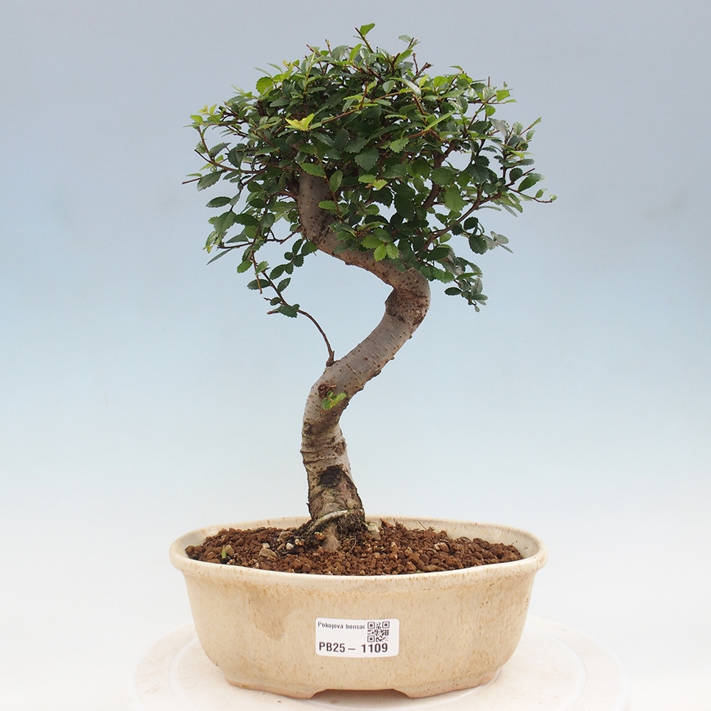 Pokojová bonsai - Ulmus parvifolia - Malolistý jilm
