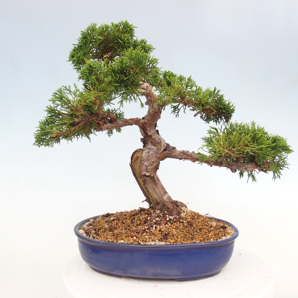 Venkovní bonsai - Juniperus chinensis Itoigawa -Jalovec čínský