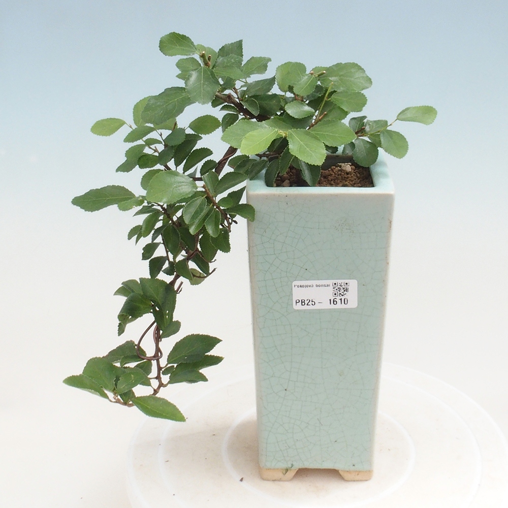 Pokojová bonsai - Grewia occidentalis - Hvězdice levandulová
