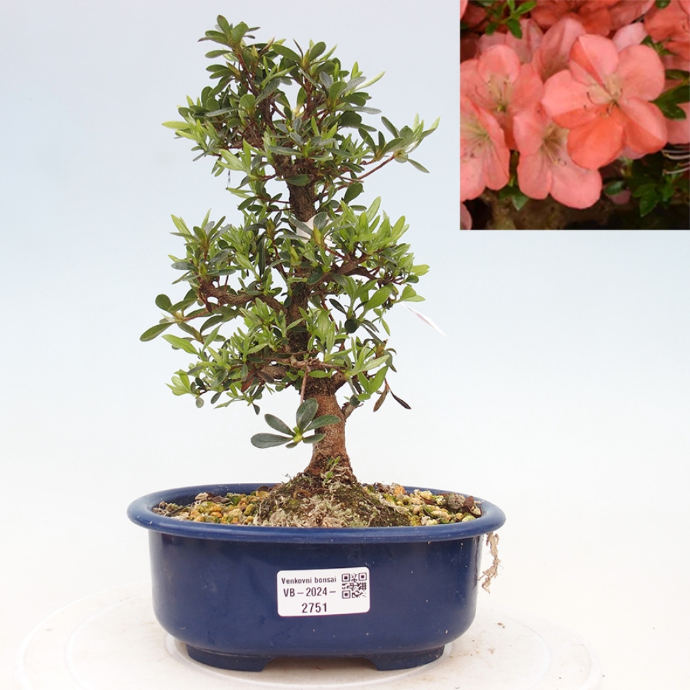 Venkovní bonsai - Japonská azalka - Azalea Asazakura