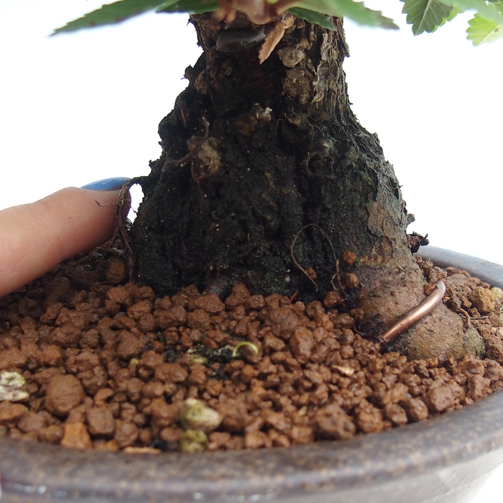 Venkovní bonsai - Zelkova - Zelkova NIRE