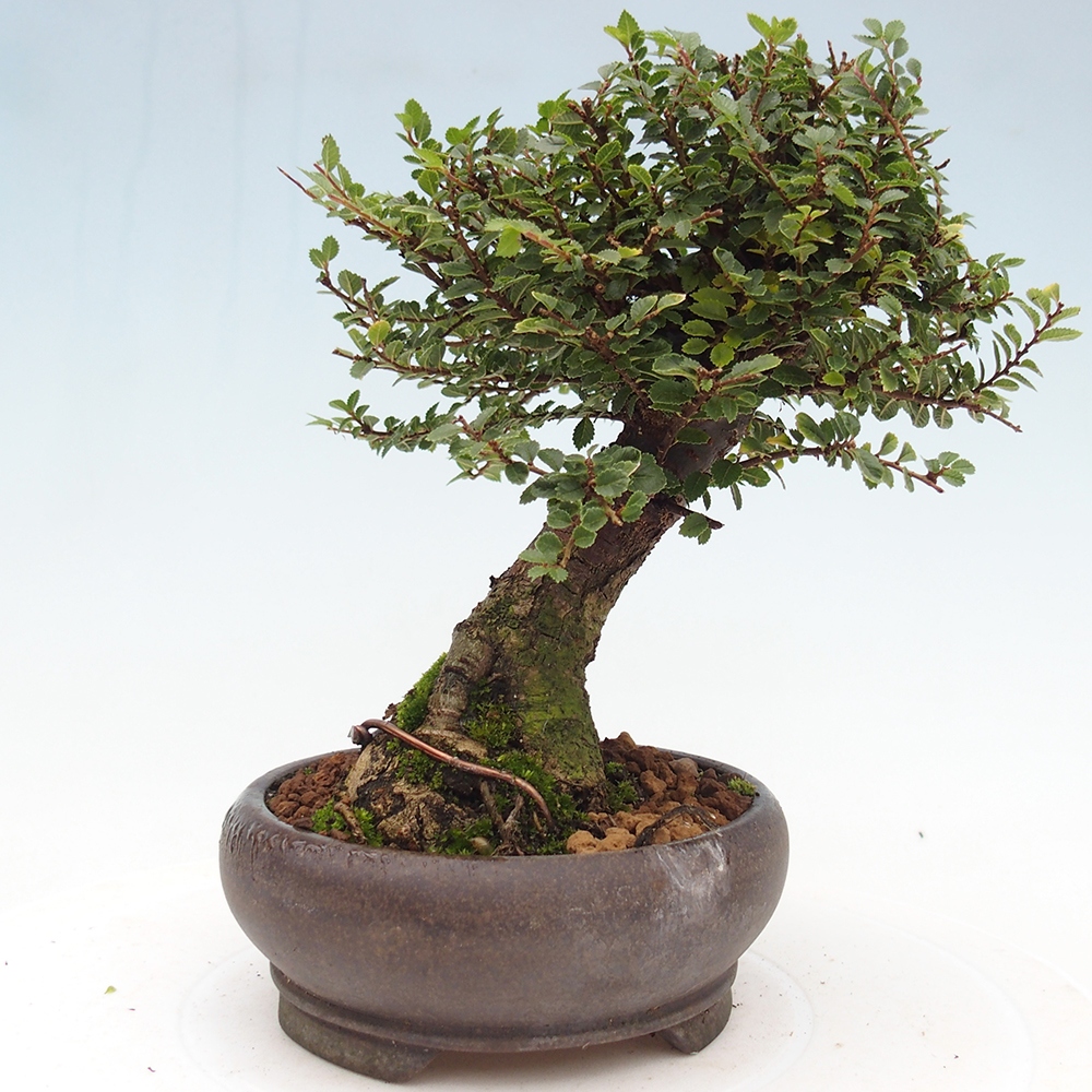 Venkovní bonsai - Ulmus parvifolia Hokkaido - jilm Čínský