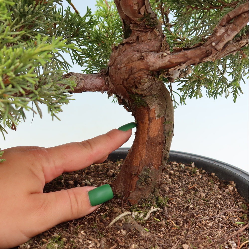 Venkovní bonsai - Juniperus chinensis Itoigawa-Jalovec čínský