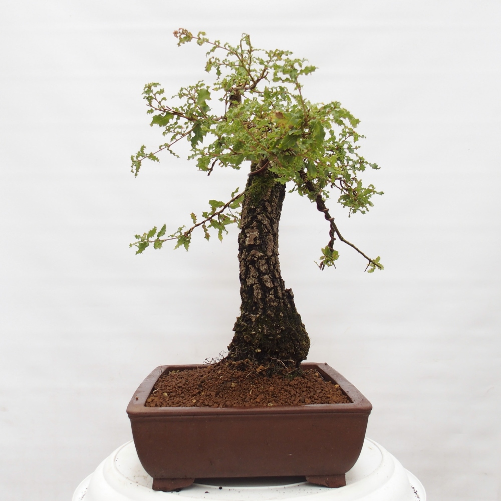Yamadori - Quercus Ilex -Dub cesmínovitý
