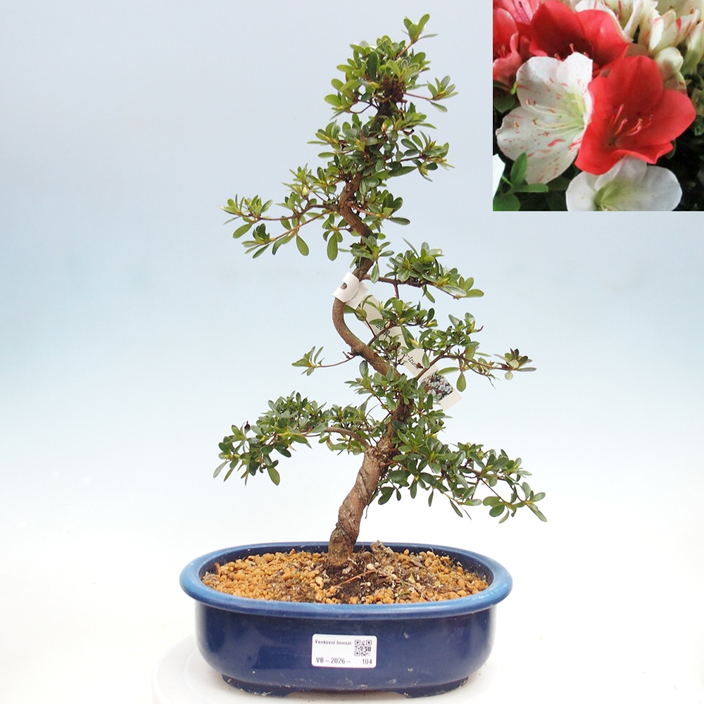 Venkovní bonsai - Japonská azalka - Azalea Asahi-no-izumi