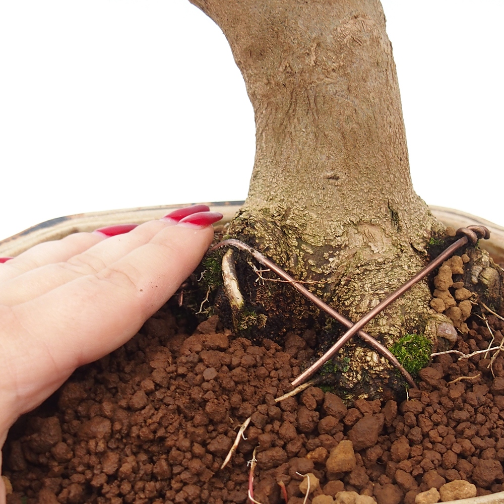 Venkovní bonsai - Acer Buergerianum - Javor Burgerův