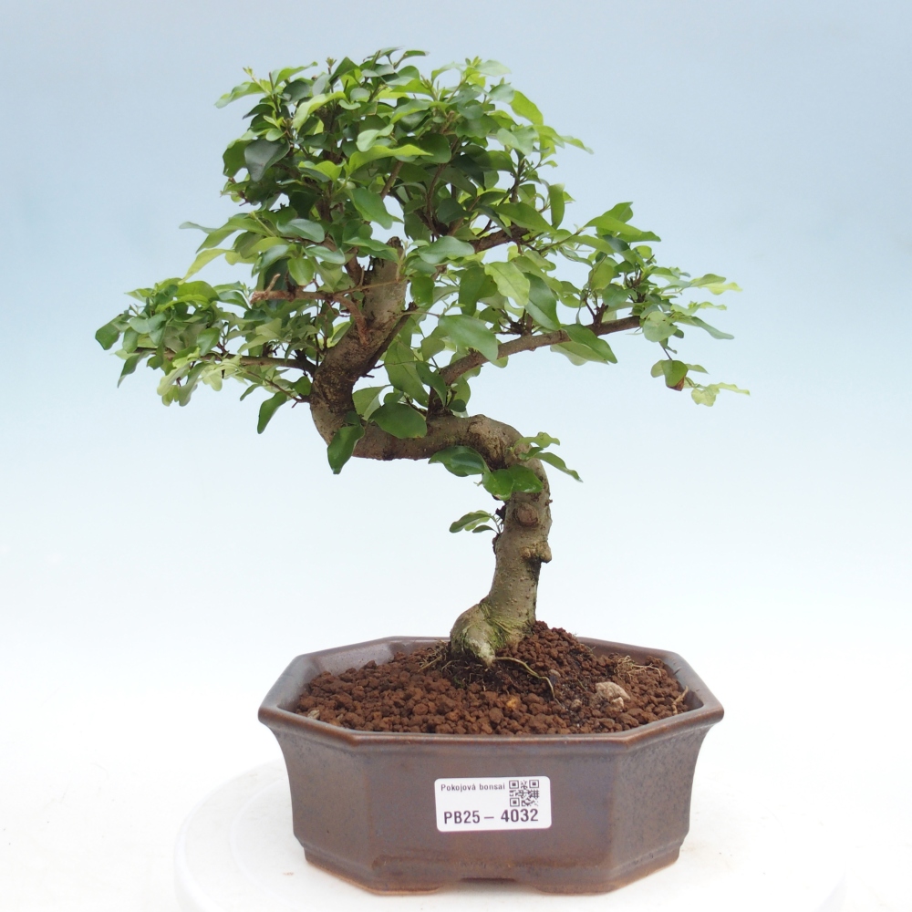 Pokojová bonsai -Ligustrum chinensis - Ptačí zob