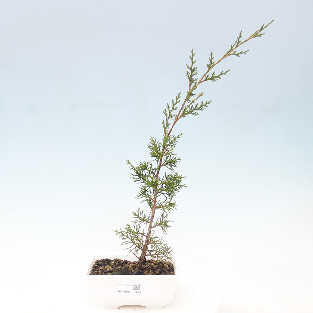 Venkovní bonsai - Juniperus chinensis Itoigawa -Jalovec čínský