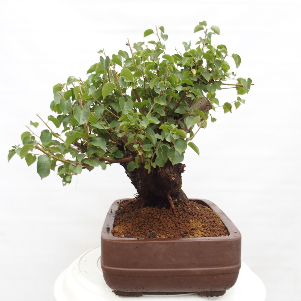 Venkovní bonsai - Mahalebka - Prunus mahaleb