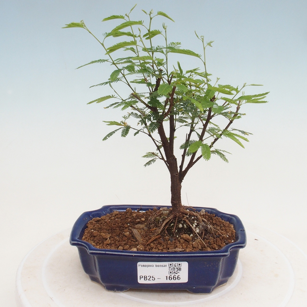 Pokojová bonsai-Calliandra surinamensis Dixie Pink - Kaliandra Suriámská