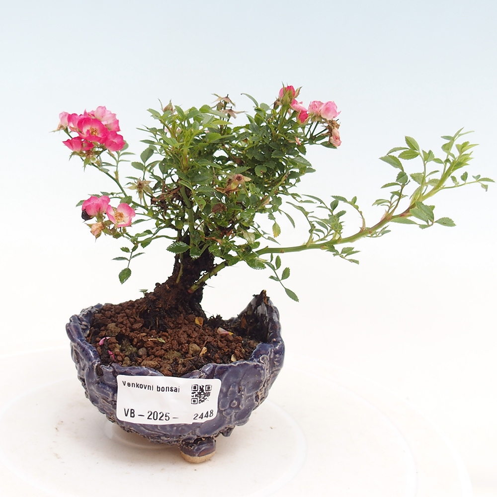 Venkovní bonsai - Rosa Cutie Pie - Růže 