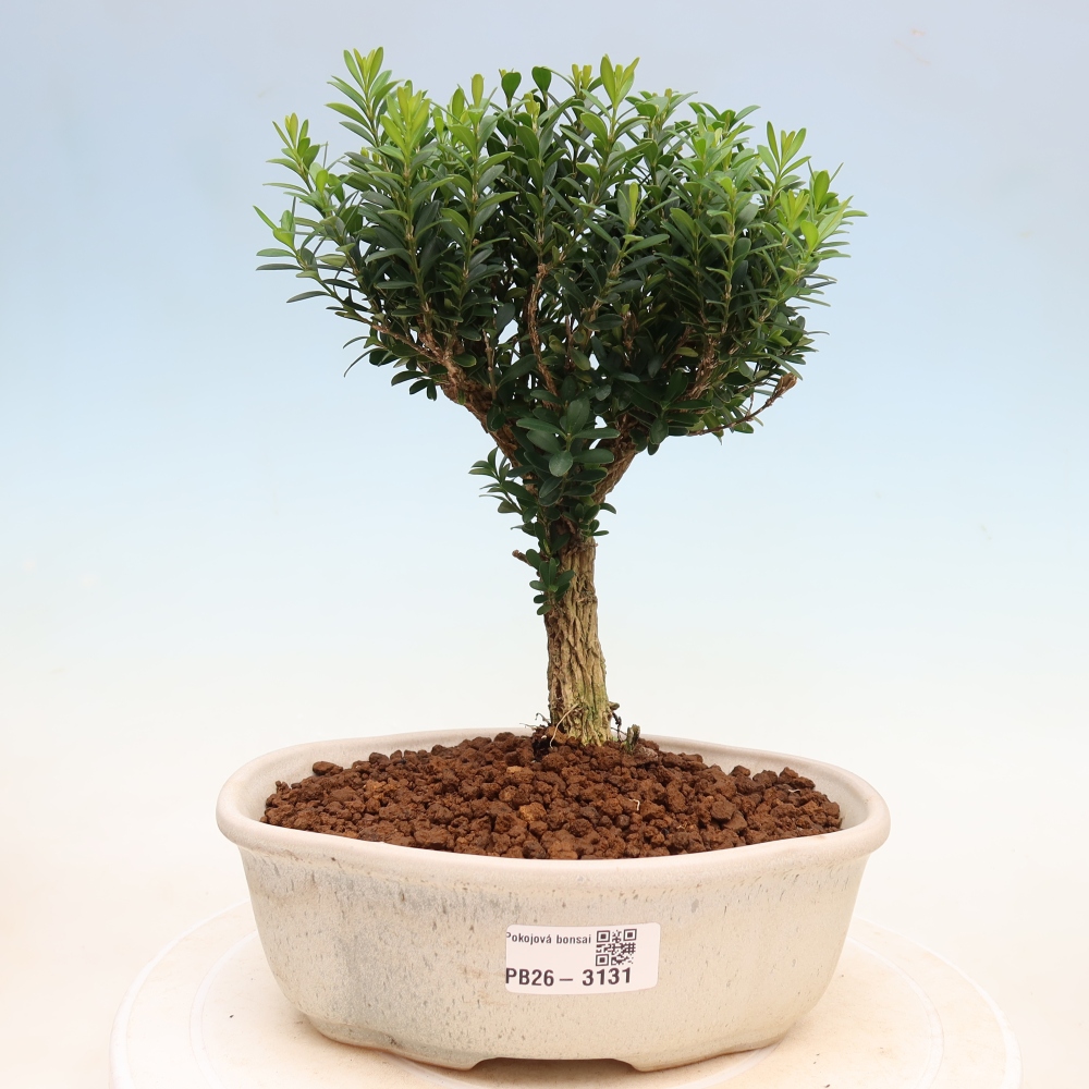 Pokojová bonsai - Buxus harlandii -korkový buxus