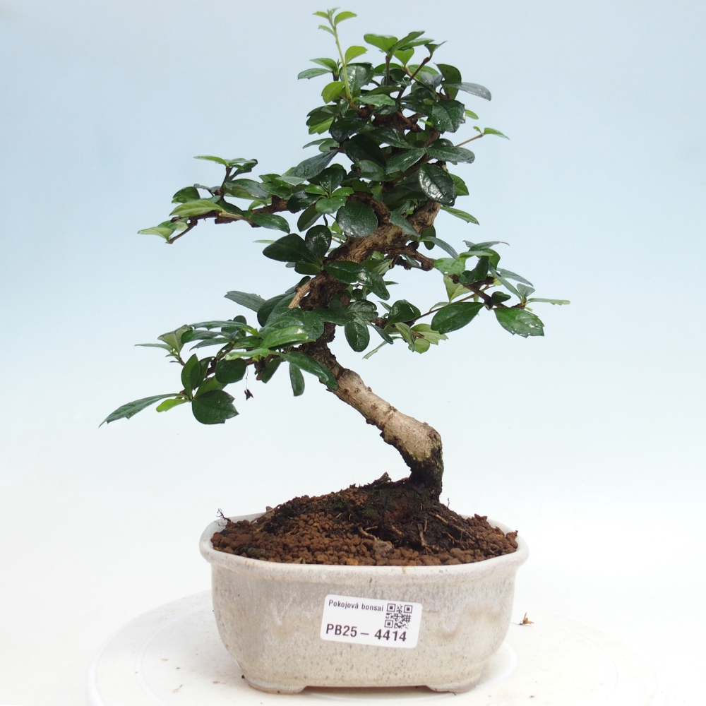 Pokojová bonsai - Carmona macrophylla - Čaj fuki