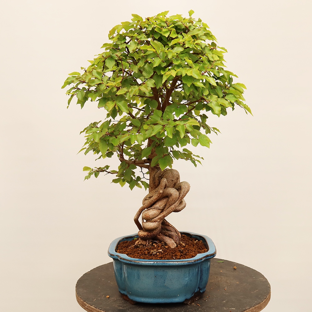 Venkovní bonsai -Carpinus Coreana - Habr korejský