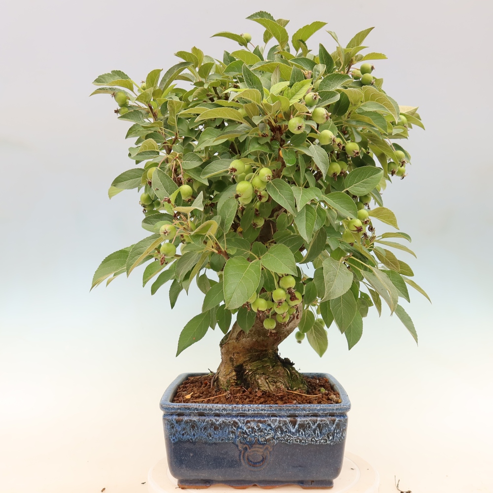 Venkovní bonsai -Malus halliana - Maloplodá jabloň