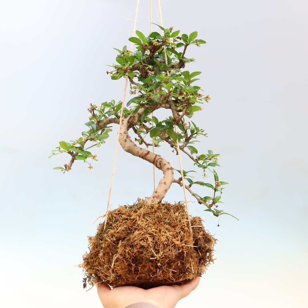 Kokedama v keramice - Čaj-fuki - Carmona macrophylla