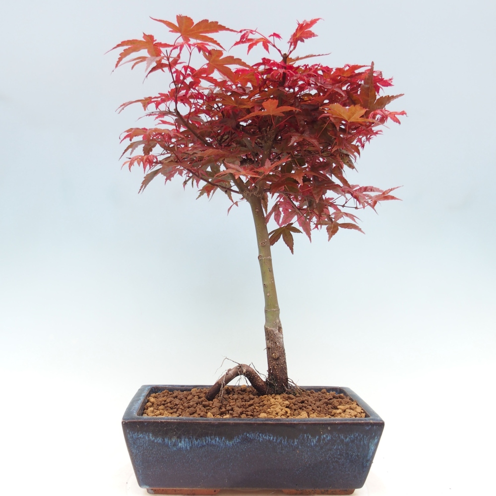 Venkovní bonsai - Javor dlanitolistý - Acer palmatum DESHOJO