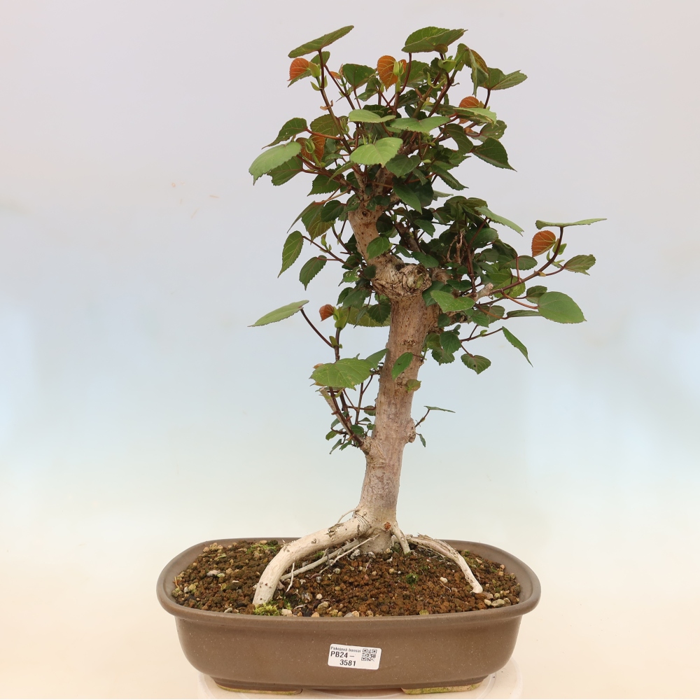 Pokojová bonsai - Hibiscus tiliaceus - Ibišek lípovitý, morský