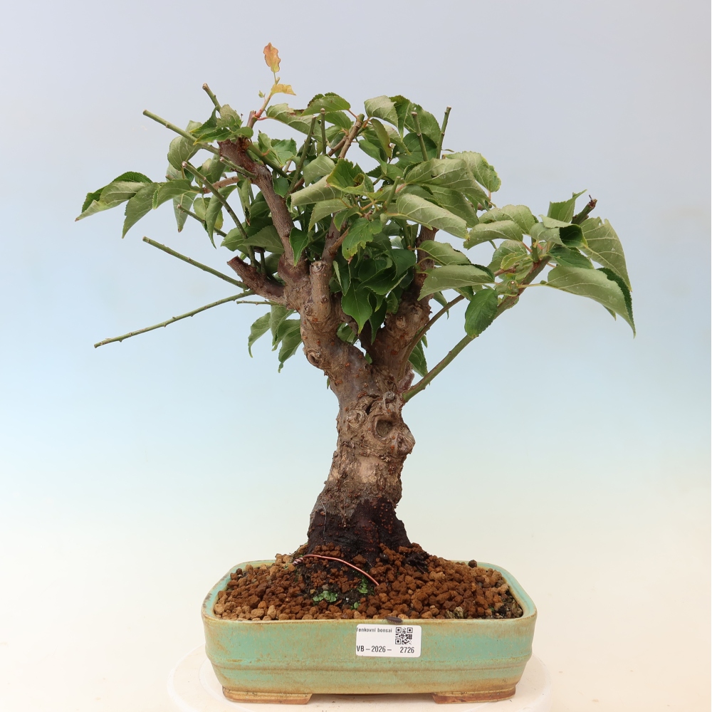 Venkovní bonsai -Japonská meruňka - Prunus Mume