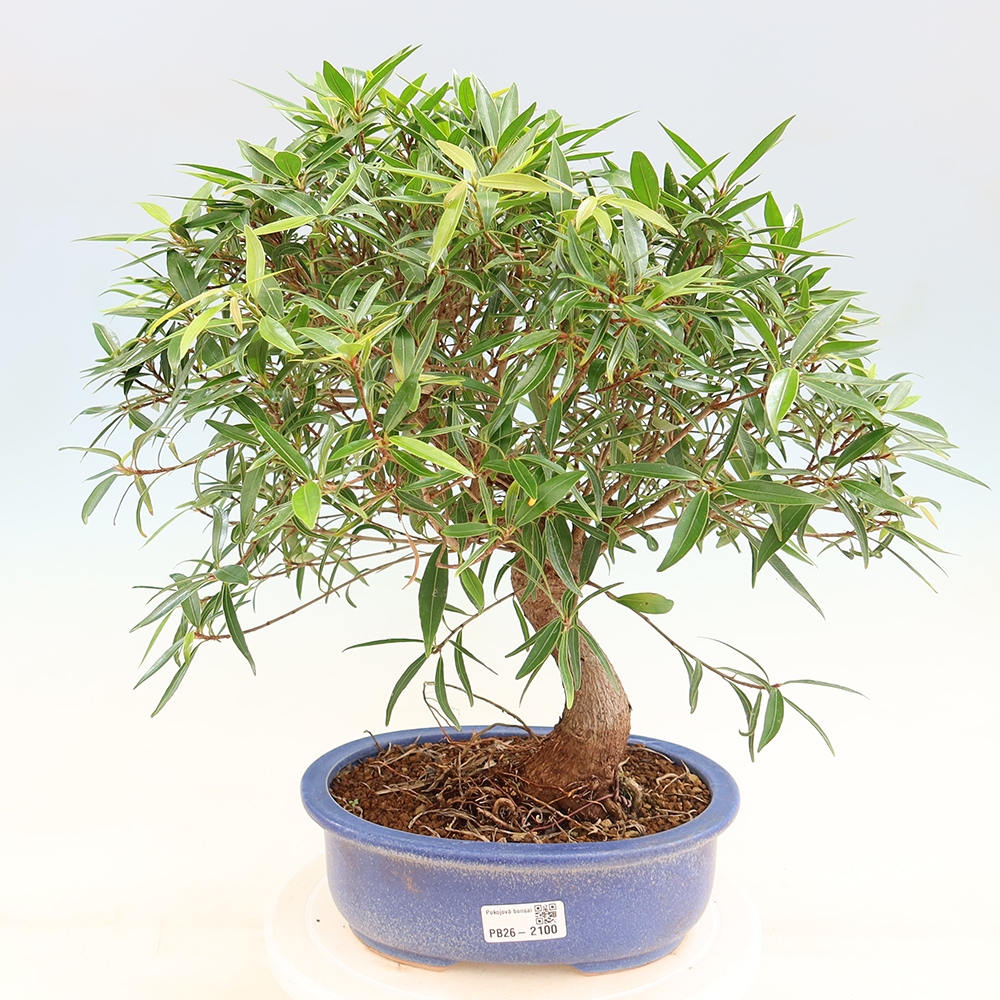 Pokojová bonsai - Ficus nerifolia -  malolistý fíkus