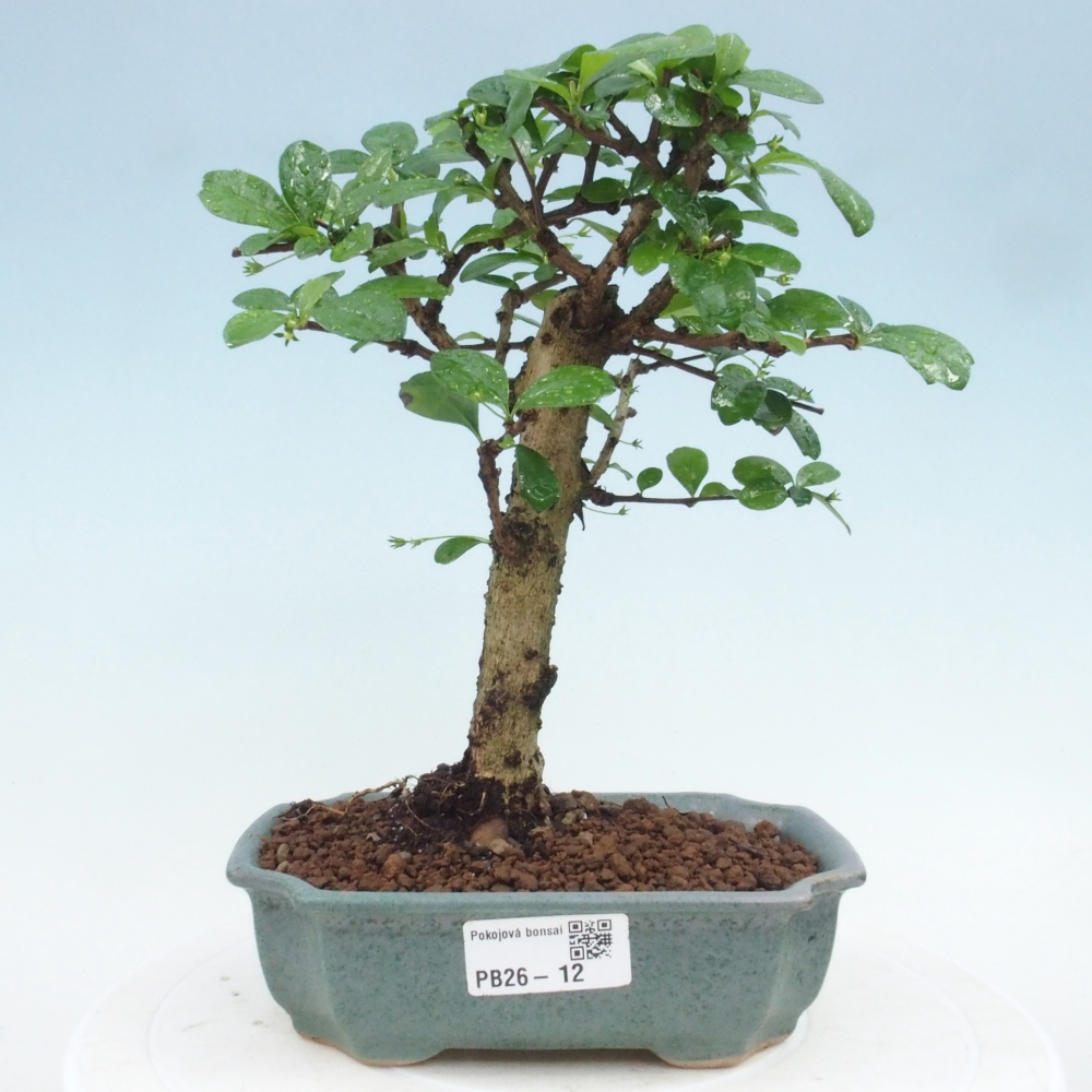 Pokojová bonsai - Carmona macrophylla - Čaj fuki