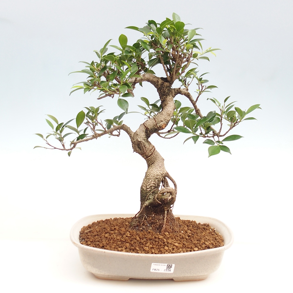 Pokojová bonsai - Ficus kimmen -  malolistý fíkus