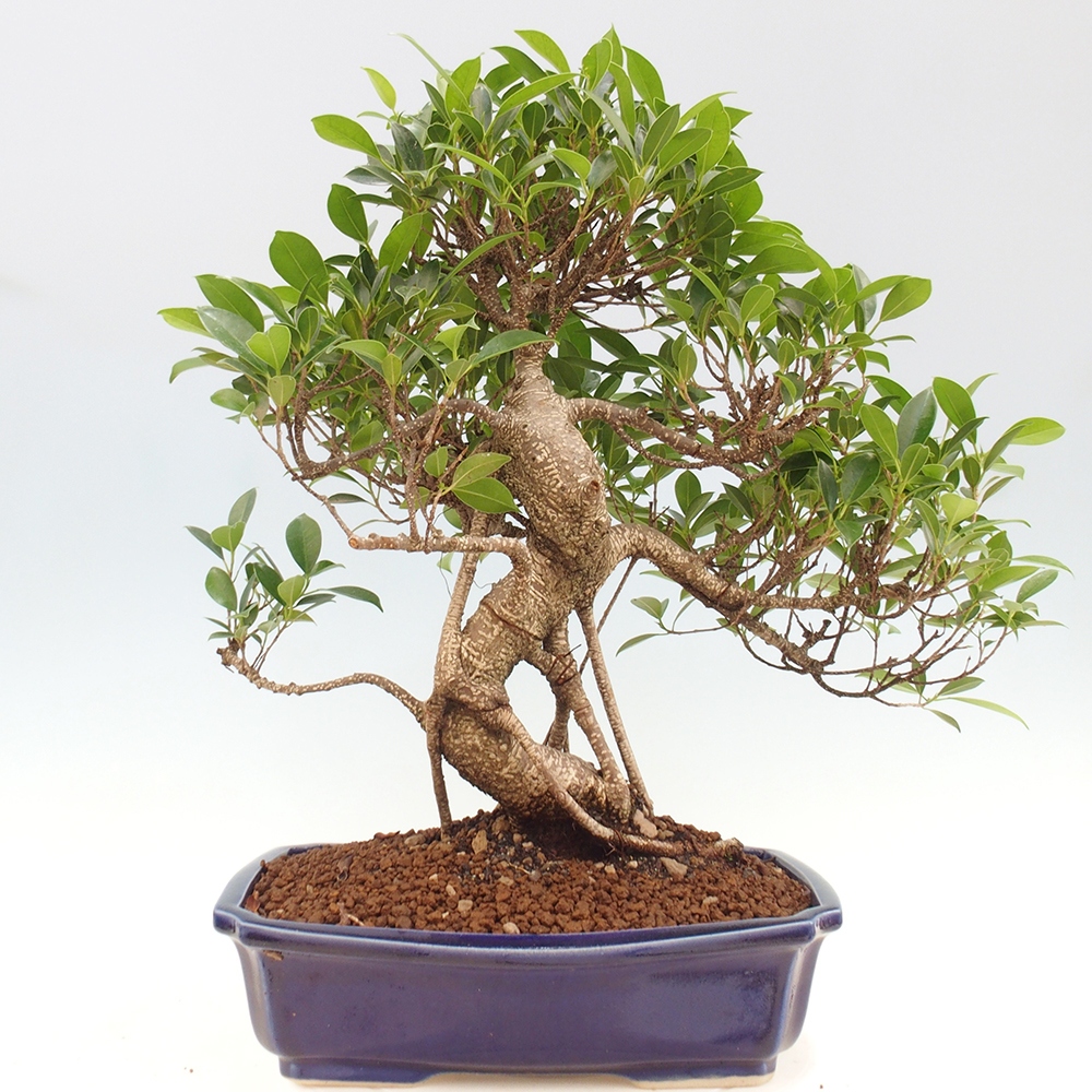 Pokojová bonsai - Ficus kimmen -  malolistý fíkus