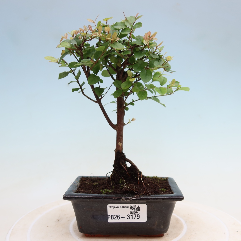 Pokojová bonsai - Sagerécie thea - Sagerécie thea
