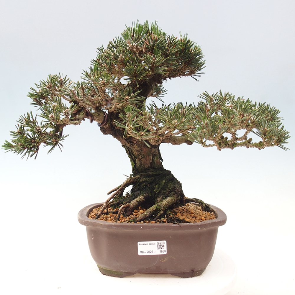 Venkovní bonsai - Pinus thunbergii Kotobuki - Borovice thunbergova