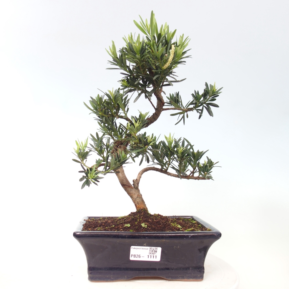 Pokojová bonsai - Podocarpus - Kamenný tis