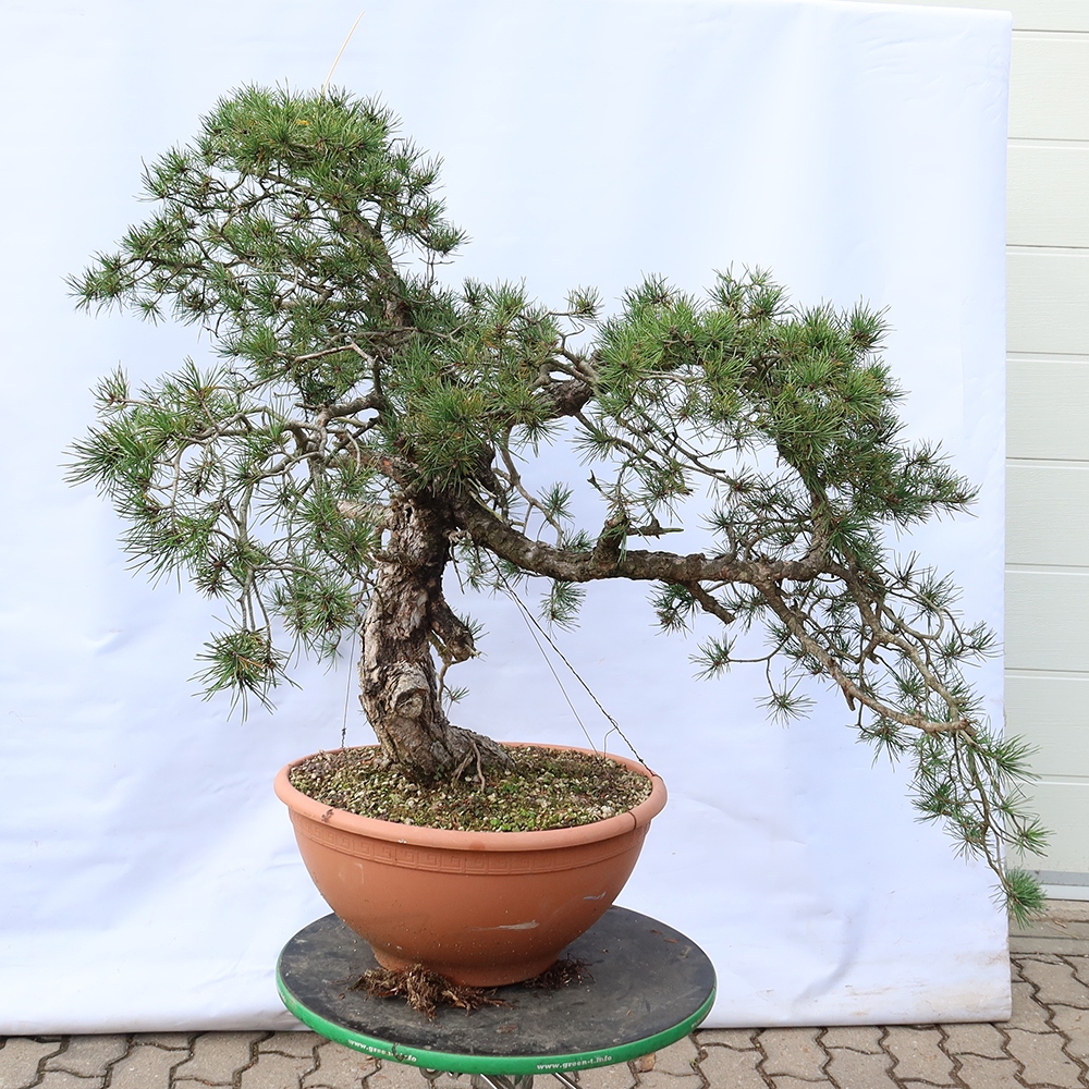 Pinus sylvestris Španělsko - borovice lesní