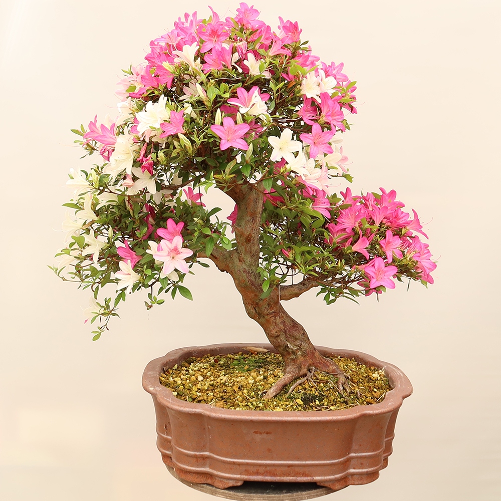 Venkovní bonsai - Japonská azalka - Azalea Miyabihime