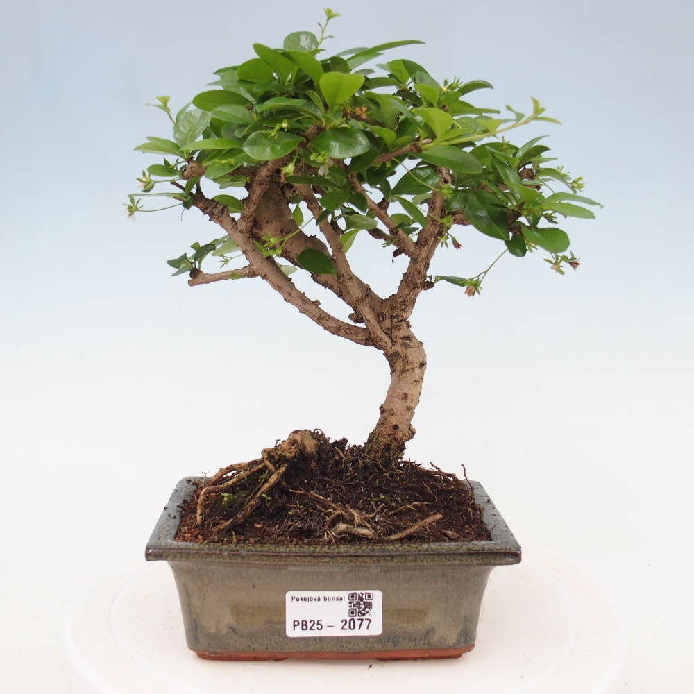 Pokojová bonsai - Carmona macrophylla - Čaj fuki