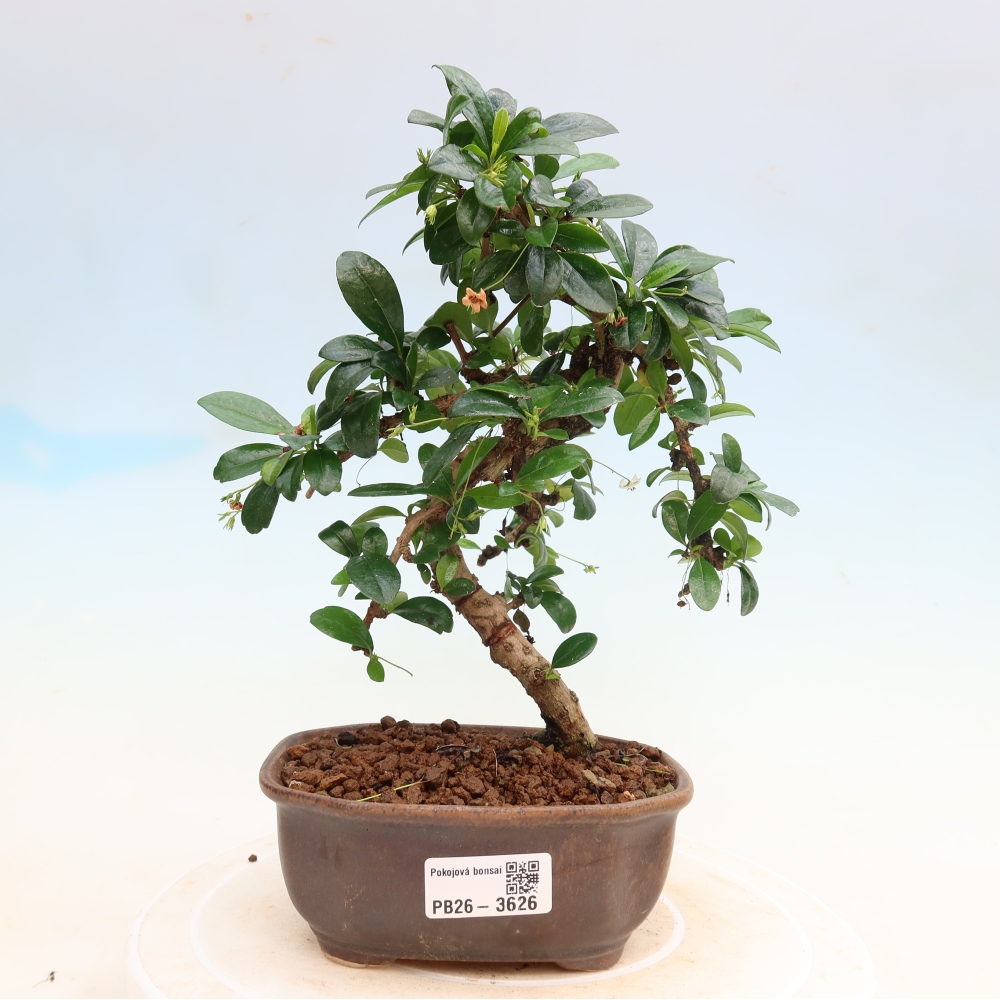 Pokojová bonsai - Carmona macrophylla - Čaj fuki