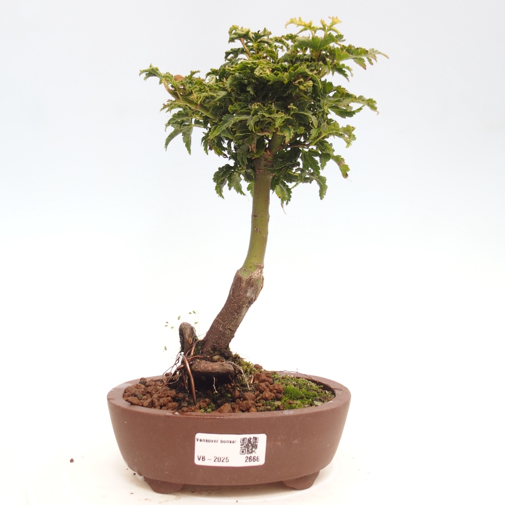 Venkovní bonsai -Javor dlanitolistý Acer palmatum Shishigashira
