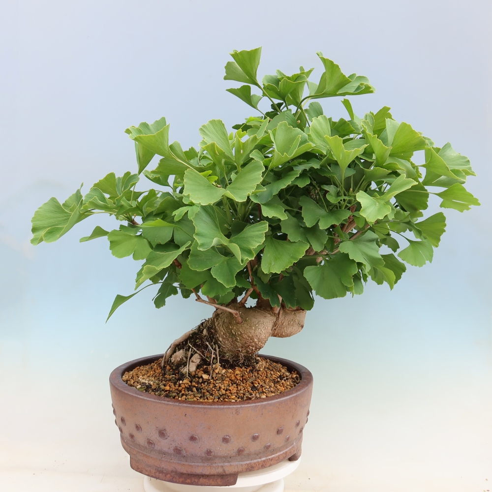 Venkovní bonsai - Jinan dvoulaločný - Ginkgo biloba