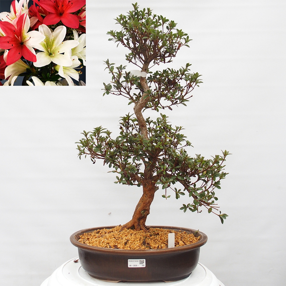 Venkovní bonsai - Japonská azalka - Azalea Hanatsuzuri