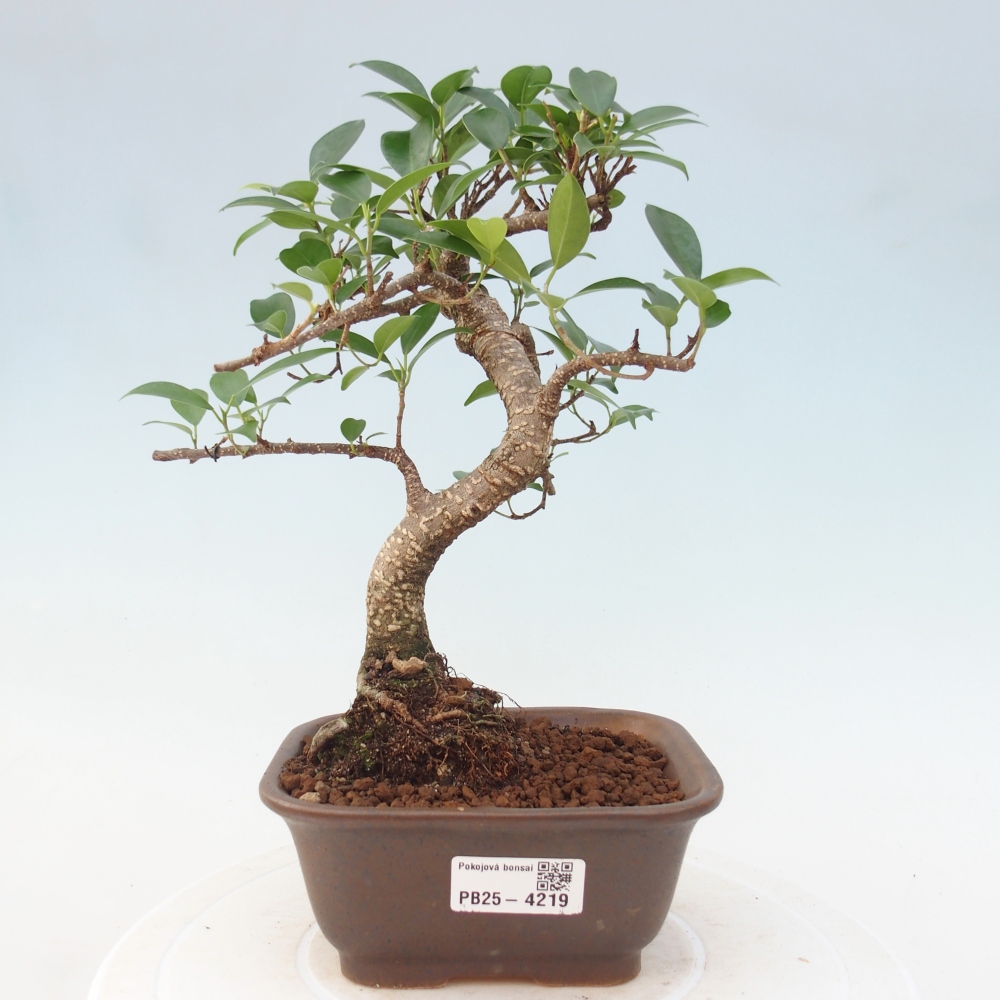 Pokojová bonsai - Ficus retusa -  malolistý fíkus