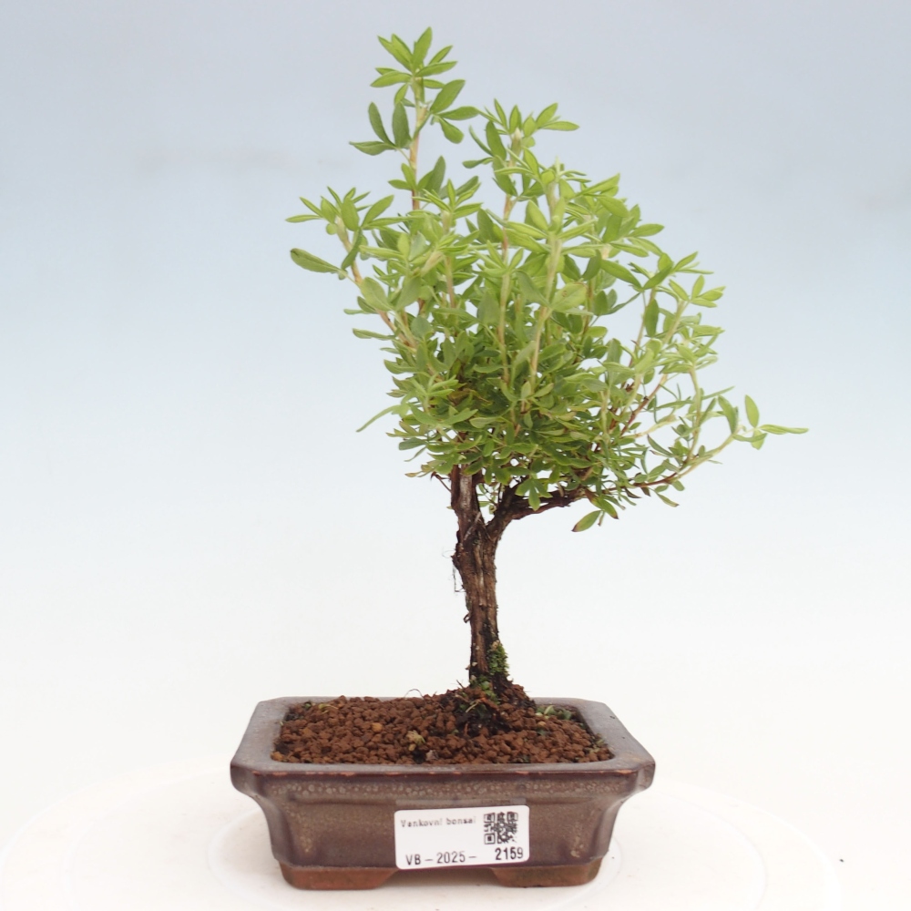 Venkovní bonsai-Mochna křovitá - potentila fruticosa yellow Bird